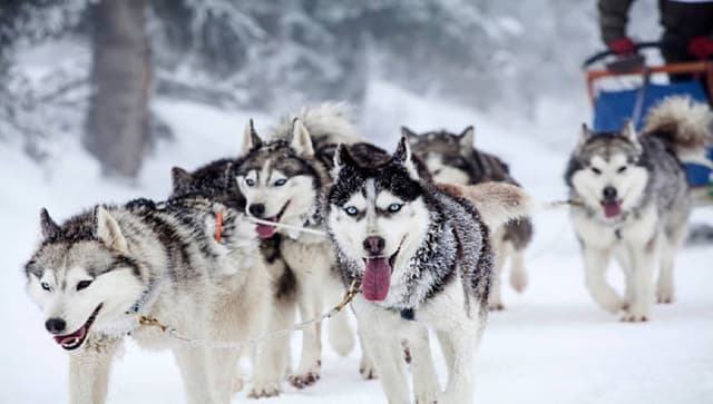 FULL DAY NIEVE