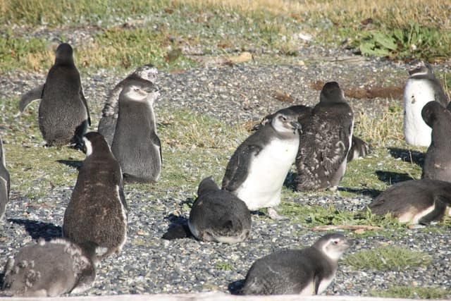 NAVEGACIÓN PINGÜINERA